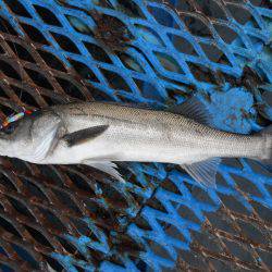 オリジナルメーカー海づり公園(市原市海づり施設) 釣果