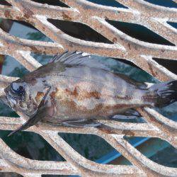 オリジナルメーカー海づり公園(市原市海づり施設) 釣果