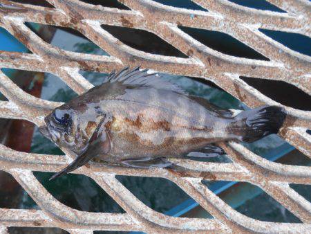 オリジナルメーカー海づり公園(市原市海づり施設) 釣果