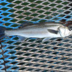 オリジナルメーカー海づり公園(市原市海づり施設) 釣果