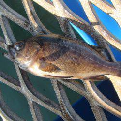 オリジナルメーカー海づり公園(市原市海づり施設) 釣果