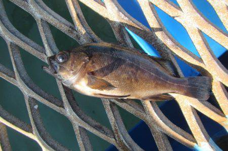 オリジナルメーカー海づり公園(市原市海づり施設) 釣果