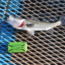 オリジナルメーカー海づり公園(市原市海づり施設) 釣果