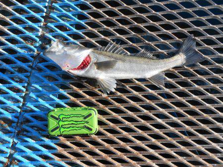 オリジナルメーカー海づり公園(市原市海づり…