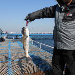 オリジナルメーカー海づり公園(市原市海づり施設) 釣果