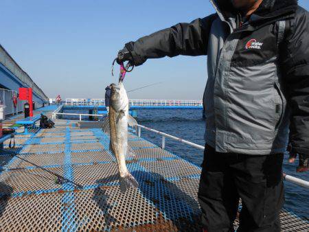 オリジナルメーカー海づり公園(市原市海づり…