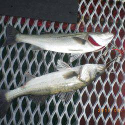 姫路市立遊魚センター 釣果