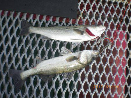 姫路市立遊魚センター 釣果