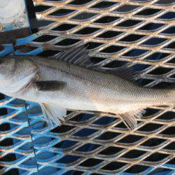 オリジナルメーカー海づり公園(市原市海づり施設) 釣果