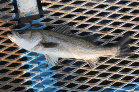 オリジナルメーカー海づり公園(市原市海づり…