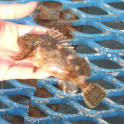 オリジナルメーカー海づり公園(市原市海づり施設) 釣果