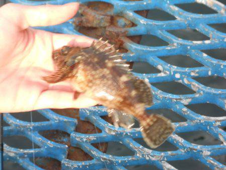 オリジナルメーカー海づり公園(市原市海づり施設) 釣果