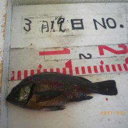 姫路市立遊魚センター 釣果