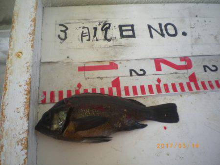 姫路市立遊魚センター 釣果