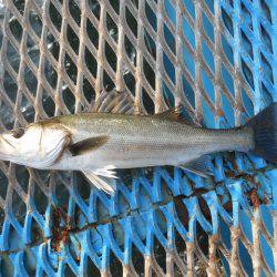 オリジナルメーカー海づり公園(市原市海づり施設) 釣果