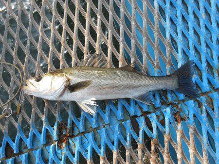 オリジナルメーカー海づり公園(市原市海づり…