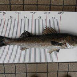 オリジナルメーカー海づり公園(市原市海づり施設) 釣果