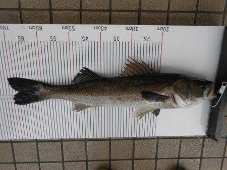 オリジナルメーカー海づり公園(市原市海づり施設) 釣果