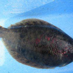 オリジナルメーカー海づり公園(市原市海づり施設) 釣果