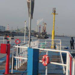 オリジナルメーカー海づり公園(市原市海づり施設) 釣果