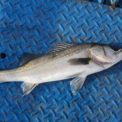 オリジナルメーカー海づり公園(市原市海づり施設) 釣果