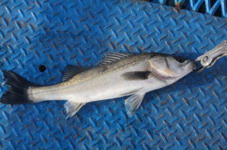 オリジナルメーカー海づり公園(市原市海づり施設) 釣果