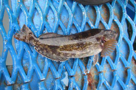 オリジナルメーカー海づり公園(市原市海づり施設) 釣果