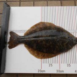 オリジナルメーカー海づり公園(市原市海づり施設) 釣果