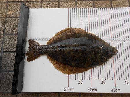 オリジナルメーカー海づり公園(市原市海づり…