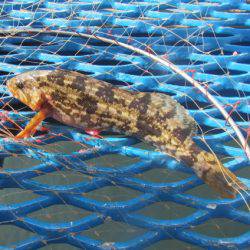 オリジナルメーカー海づり公園(市原市海づり施設) 釣果