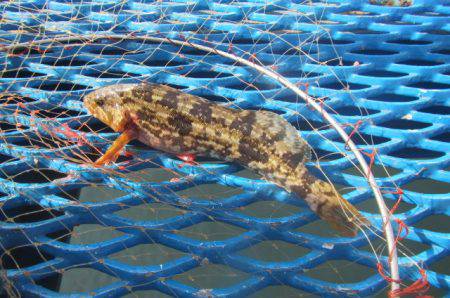 オリジナルメーカー海づり公園(市原市海づり施設) 釣果