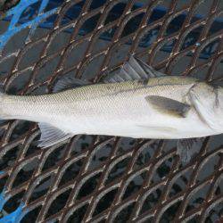オリジナルメーカー海づり公園(市原市海づり施設) 釣果