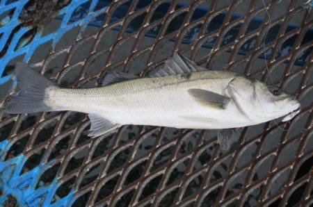 オリジナルメーカー海づり公園(市原市海づり…