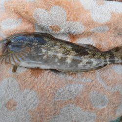 オリジナルメーカー海づり公園(市原市海づり施設) 釣果