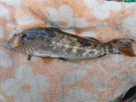 オリジナルメーカー海づり公園(市原市海づり施設) 釣果