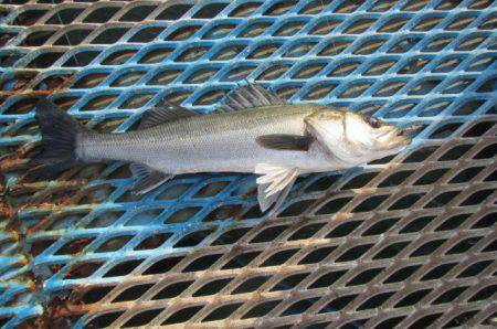 オリジナルメーカー海づり公園(市原市海づり…