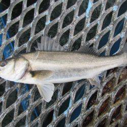 オリジナルメーカー海づり公園(市原市海づり施設) 釣果