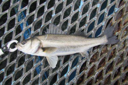 オリジナルメーカー海づり公園(市原市海づり…