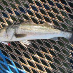 オリジナルメーカー海づり公園(市原市海づり施設) 釣果