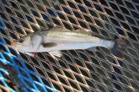 オリジナルメーカー海づり公園(市原市海づり施設) 釣果