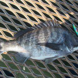 オリジナルメーカー海づり公園(市原市海づり施設) 釣果