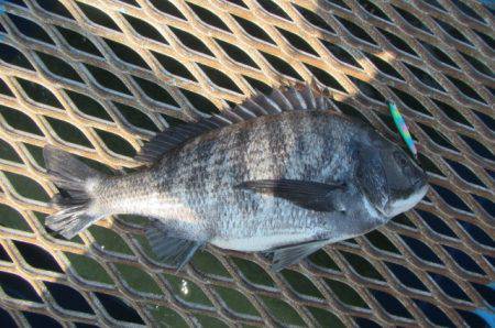 オリジナルメーカー海づり公園(市原市海づり施設) 釣果