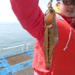 オリジナルメーカー海づり公園(市原市海づり施設) 釣果