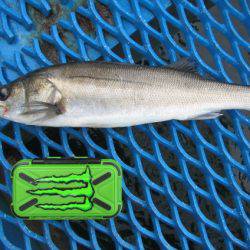 オリジナルメーカー海づり公園(市原市海づり施設) 釣果