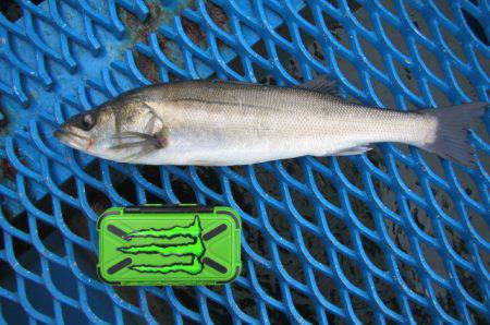 オリジナルメーカー海づり公園(市原市海づり…