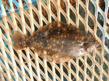 オリジナルメーカー海づり公園(市原市海づり施設) 釣果