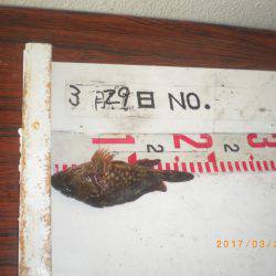 姫路市立遊魚センター 釣果