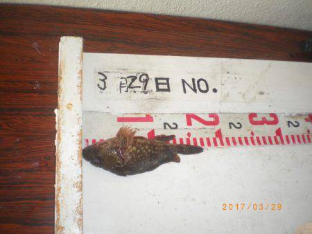 姫路市立遊魚センター 釣果