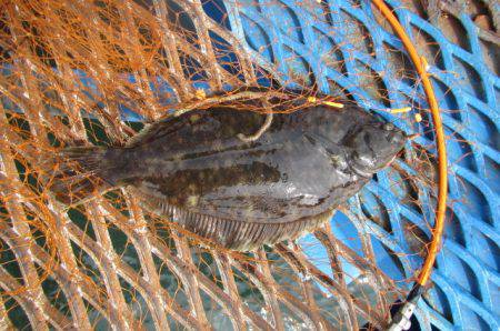 オリジナルメーカー海づり公園(市原市海づり施設) 釣果