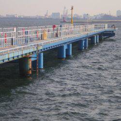 オリジナルメーカー海づり公園(市原市海づり施設) 釣果